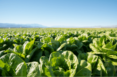 原料原産地・生野菜生産地